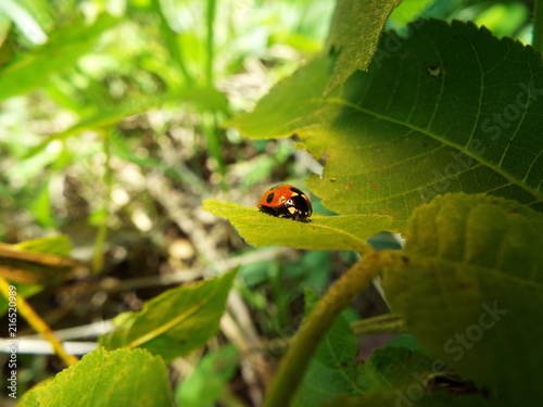 ナナホシテントウ lady bug