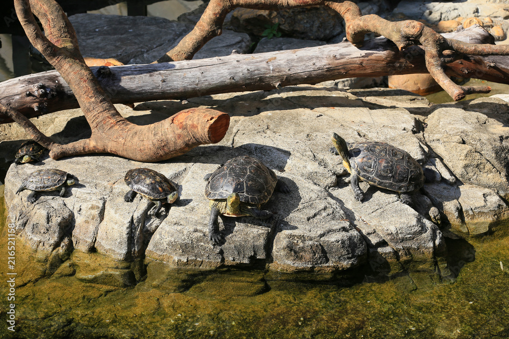 Chinese Golden Thread Turtles Sunbathing on the rock Chinese Golden Thread Turtles Sunbathing on the rock