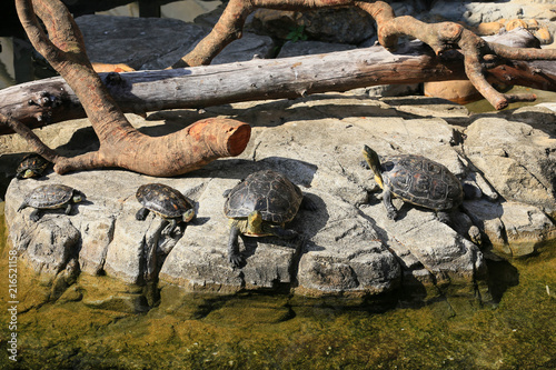 Chinese Golden Thread Turtles Sunbathing on the rock