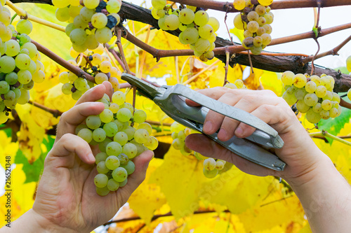 Quadro em tela man hands cut the grapes