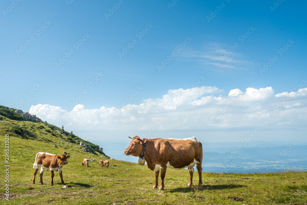 cow with bell in Julian alps, Slovenia, Velika planina