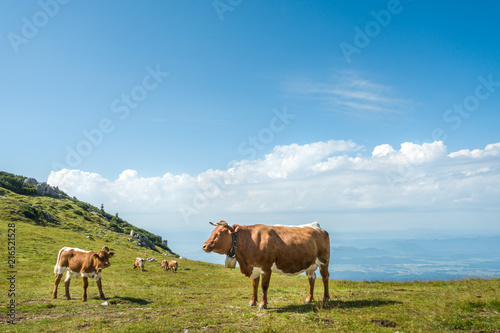 cow with bell in Julian alps  Slovenia  Velika planina