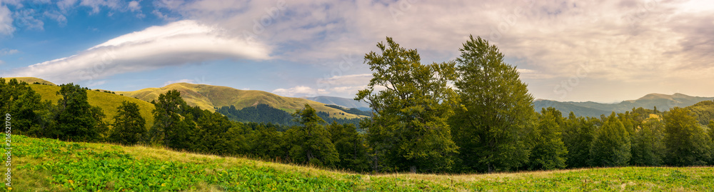 Fototapeta premium panorama of a beautiful summer landscape. ancient beech forest on the grassy meadow and mountain ridge in the distance under the gorgeous evening sky