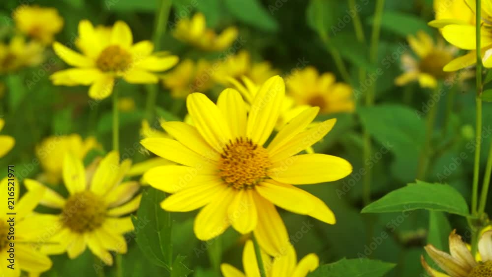 Closeup top view of bright yellow flowers growing in city flowerbed outdoors. Real time 4k video footage. Closeup top view of bright yellow flowers growing in city flowerbed outdoors. Real time 4k video footage.