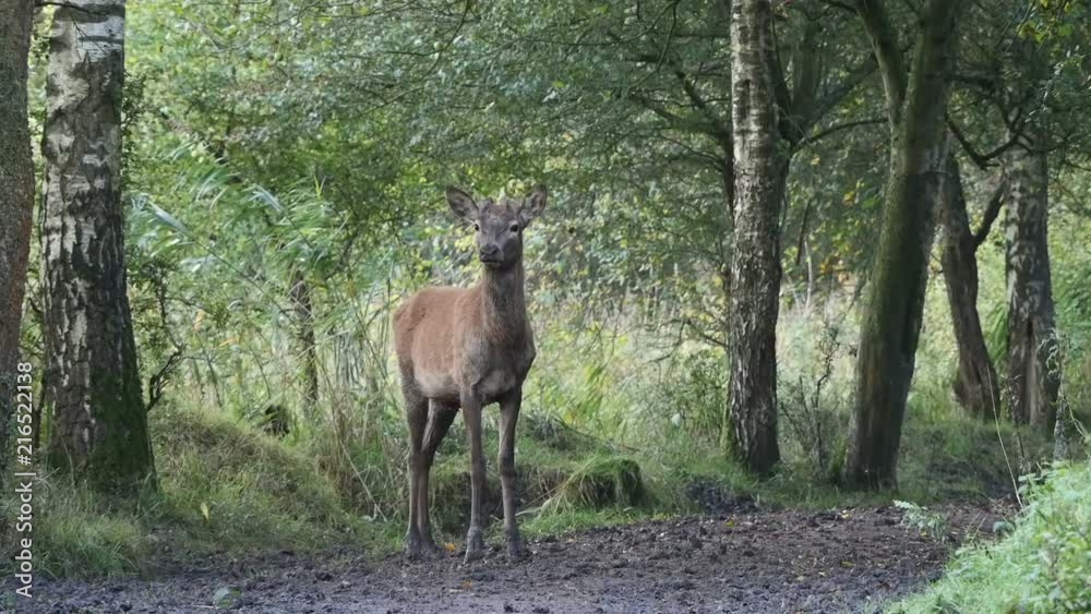Red deer in forest Red deer in forest