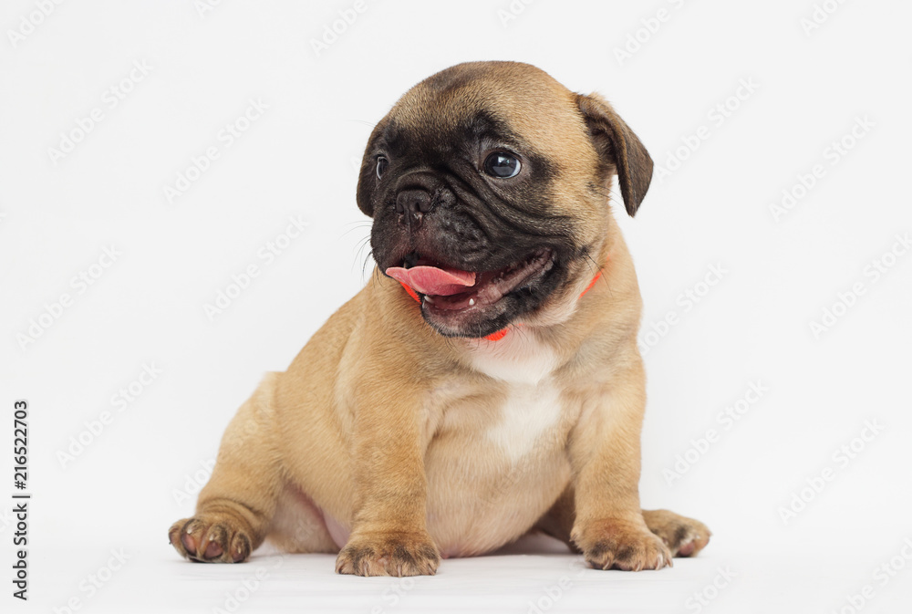 small  puppy of a French bulldog looking at a white background