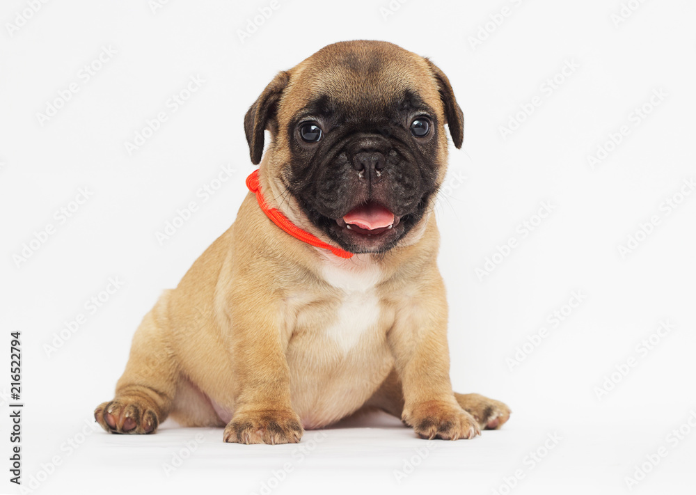 small  puppy of a French bulldog looking at a white background