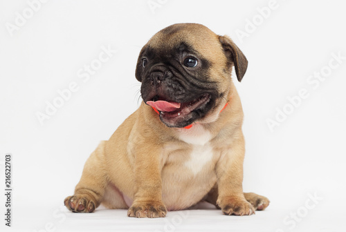 small  puppy of a French bulldog looking at a white background © Happy monkey