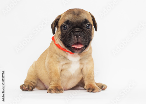 small  puppy of a French bulldog looking at a white background