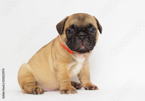 small red-haired puppy of a French bulldog looking at a white background © Happy monkey
