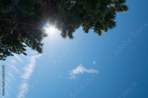 Pine leaves with blue sky floor background.