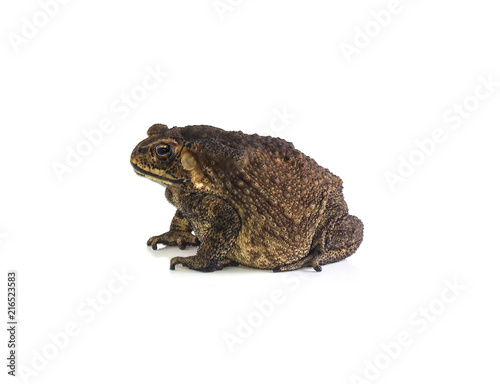 Toad isolated on white background.