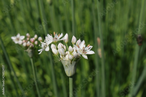 "Oriental Garlic" flowers (or Garlic Chives, Asian Chives, Chinese Chives, Chinese Leek) in St. Gallen, Switzerland. Its Latin name is Allium Tuberosum, native to China, India and Japan.