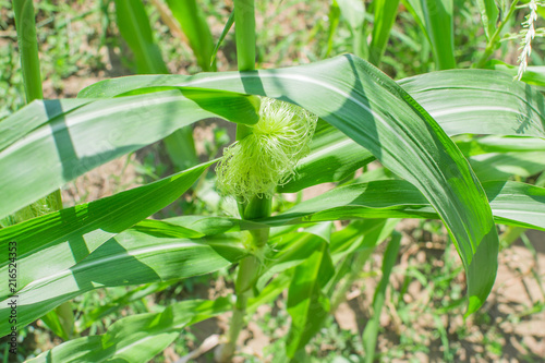 corn plant agriculture close-up