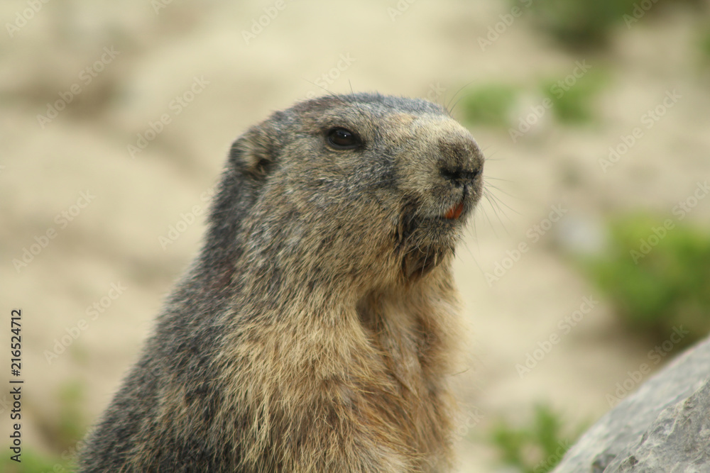 portrait d'une marmotte dans les alpes en france portrait d'une marmotte dans les alpes en france