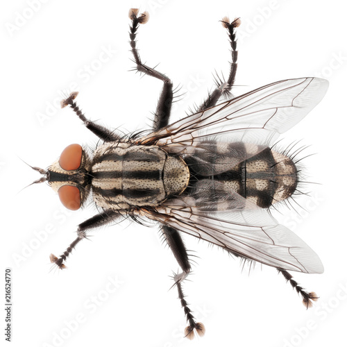 Macro shot of fly isolated on white background. Top view of house fly insect