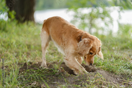 Cocker Spaniel dig a hole in the ground