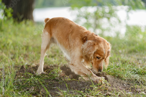 Obraz na płótnie Cocker Spaniel dig a hole in the ground