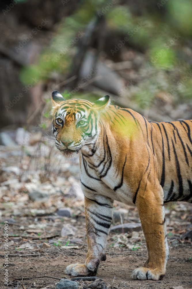 Obraz premium A tiger from dry hill forest Ranthambore National Park