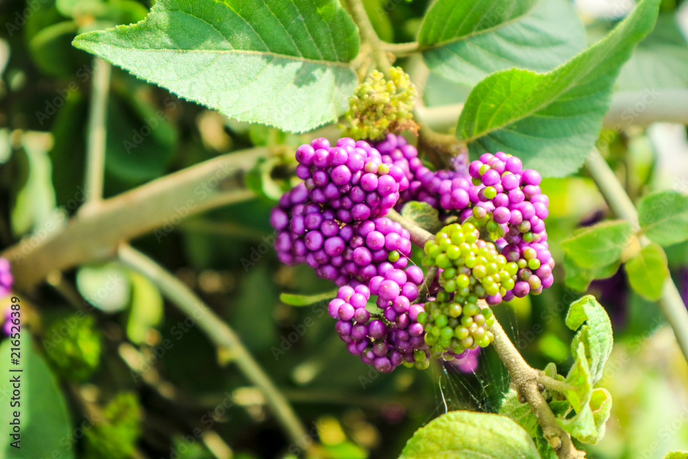 beautyberry is a genus of shrubs and small trees beautyberry is a genus of shrubs and small trees