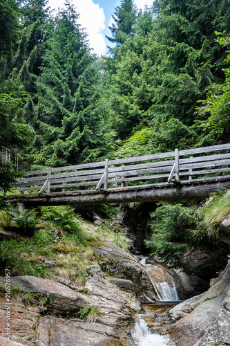 Wooden Bridge in Forest