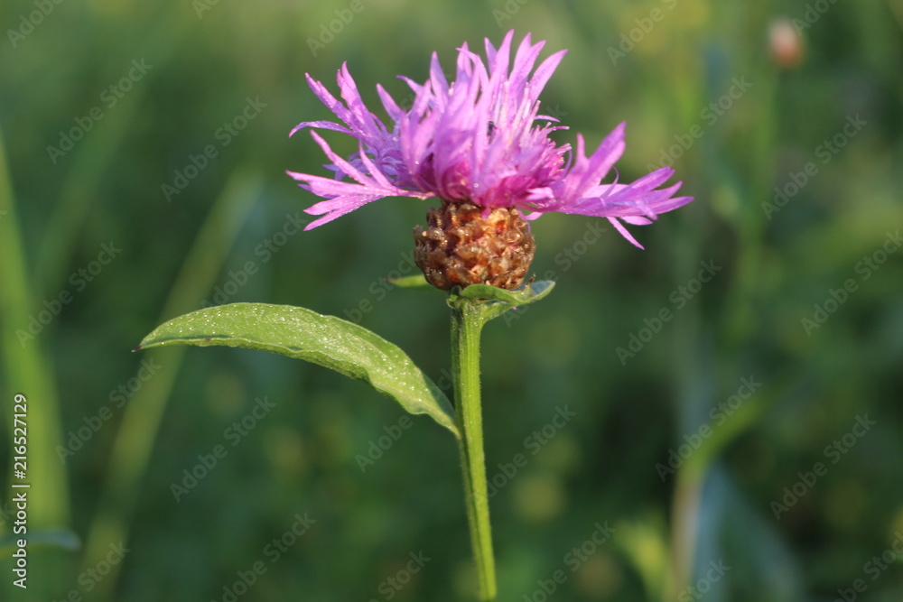 Pink flowers bloom in a meadow Pink flowers bloom in a meadow