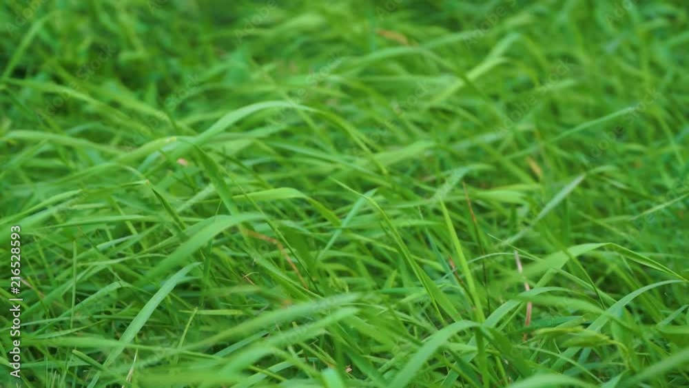 Closeup of fresh green grass blowing in wind on lawn outdoor. Real time 4k video footage. Closeup of fresh green grass blowing in wind on lawn outdoor. Real time 4k video footage.