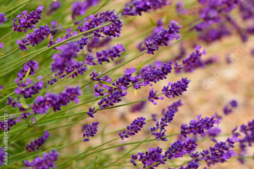Blooming lavender in garden  violet flowers 