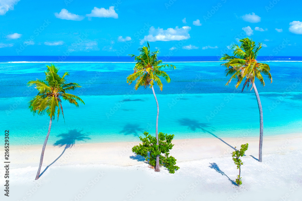 Fototapeta premium Palm trees on the sandy beach and turquoise ocean from above