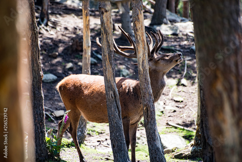 Cerf dans les Pyrnées