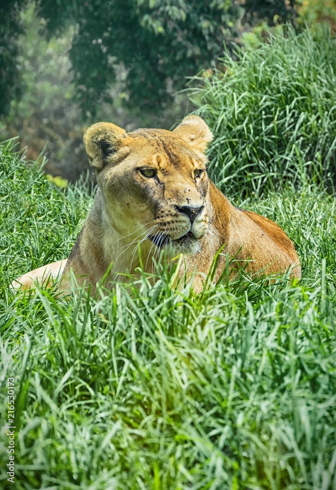 Fototapeta premium Leona sobre el césped