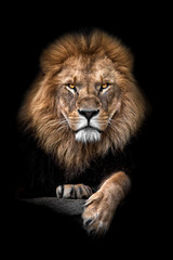Tableau sur plexiglas Animaux Lion majestueux regard de roi sauvage  © Christoph