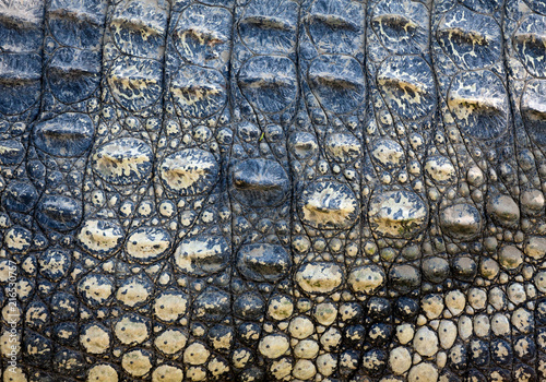 Crocodile skin texture background.
