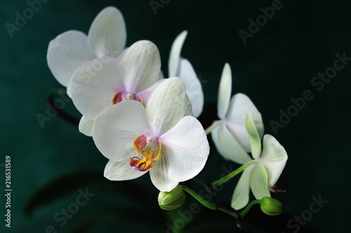 white orchid flowers on a dark green background