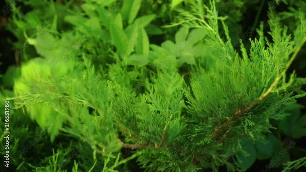 Closeup view of beautiful green branches of different plants swaying in wind outdoor on summer windy day. Real time 4k video footage. Closeup view of beautiful green branches of different plants swaying in wind outdoor on summer windy day. Real time 4k video footage.