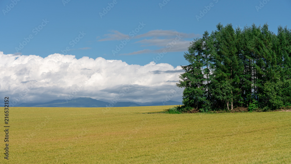 Fototapeta premium Green pine trees with golden rice fields and blue sky of patchwork road in Biei