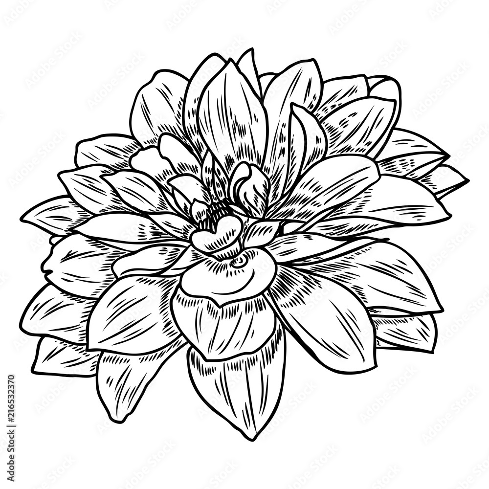Dahlia or zinnia flower drawing, sketch of black line art on white background. Vector. Dahlia or zinnia flower drawing, sketch of black line art on white background. Vector.
