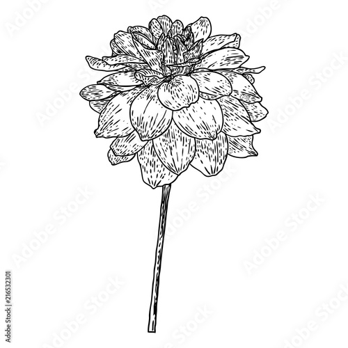 Fotografi Dahlia or zinnia flower drawing, sketch of black line art on white background