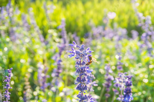 Fototapeta Naklejka Na Ścianę i Meble -  Bee harvesting pollen in lavender field ,Selective focus