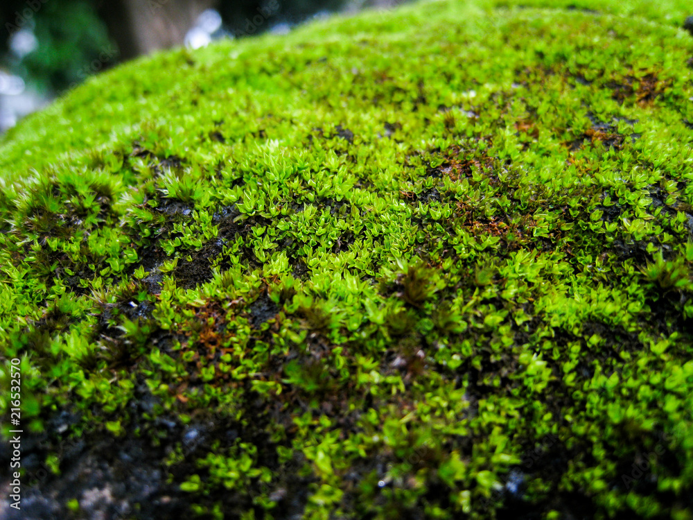selective focus, moss on the rock. selective focus, moss on the rock.