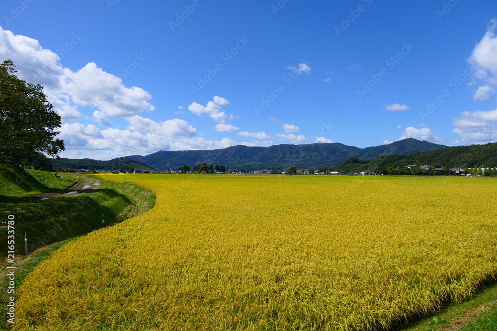 黄金色の稲穂。遠野　岩手　日本。９月下旬。