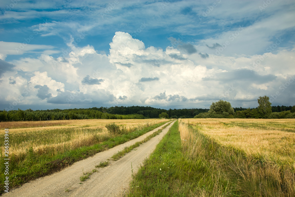 Road through a field of grain, forest and clouds in the sky