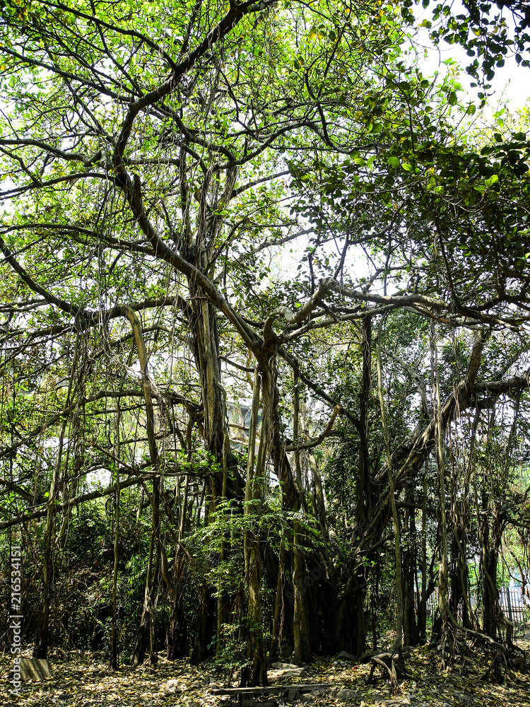 Obraz premium Mangroven in Kalkutta