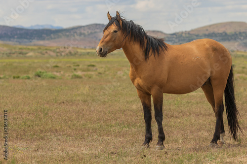 Majestic Wild Horse Stallion