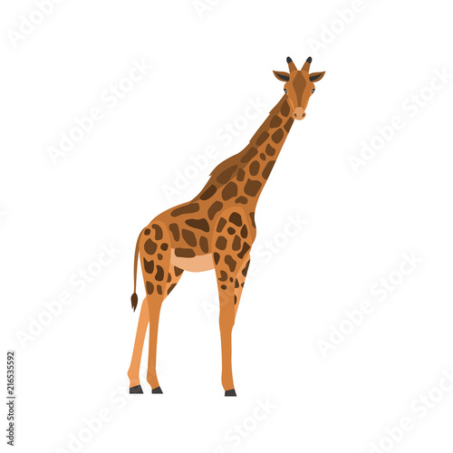 Giraffe color vector icon. Flat design