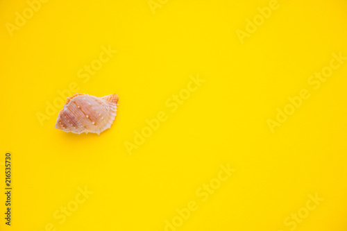 seashell on a yellow background
