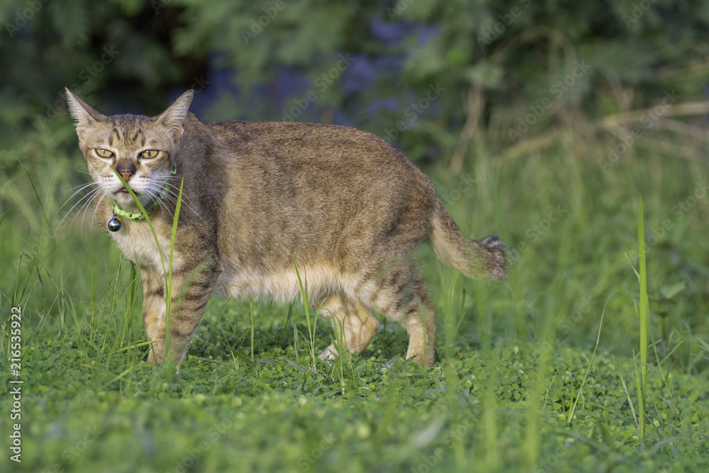 Cat eating grass in the field