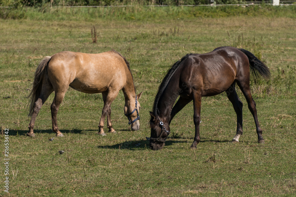 Horses graze and eat grass on a green meadow on a farm Horses graze and eat grass on a green meadow on a farm