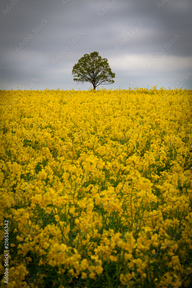 Lonely Tree In The Middle Of A Rape Field Lonely Tree In The Middle Of A Rape Field