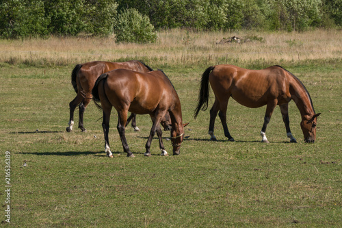 Horses graze and eat grass on a green meadow on a farm